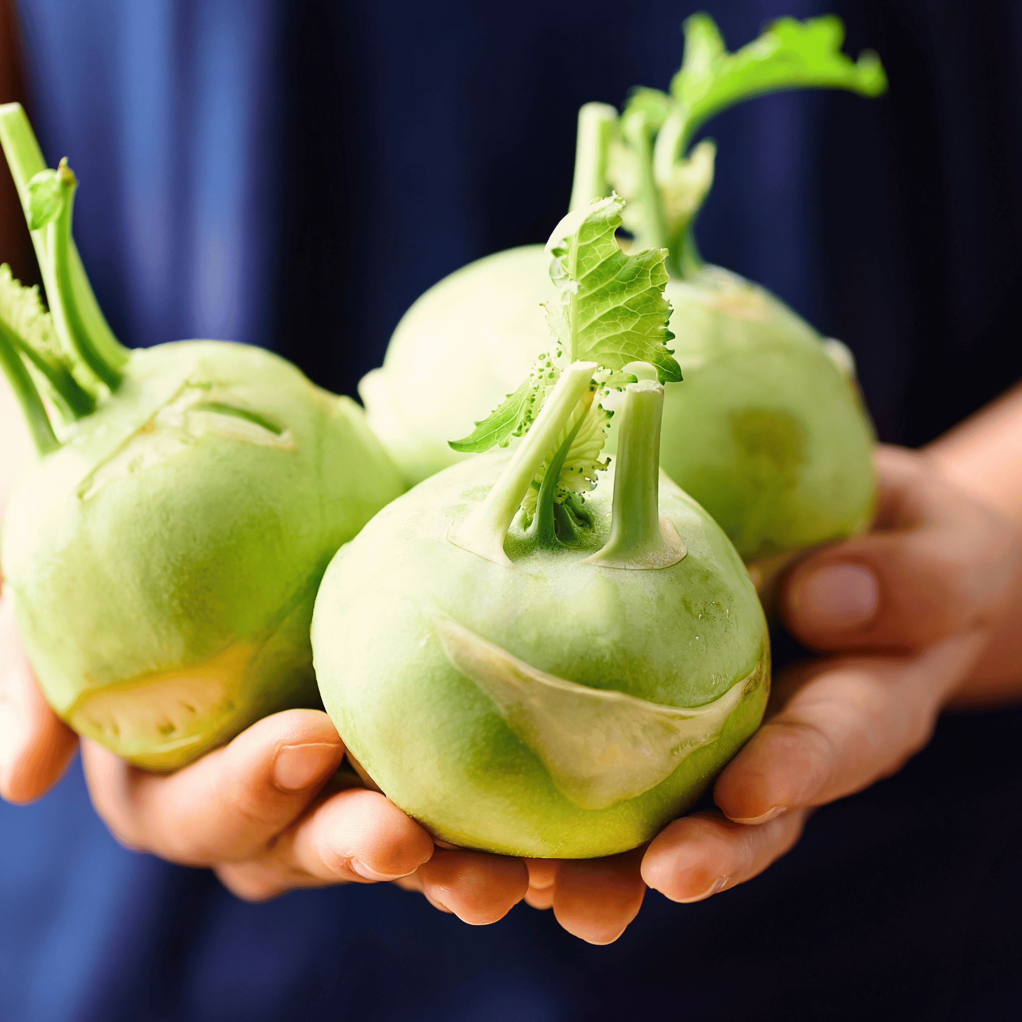 Early White Vienna Kohlrabi – 100 Seeds Southern Seeds