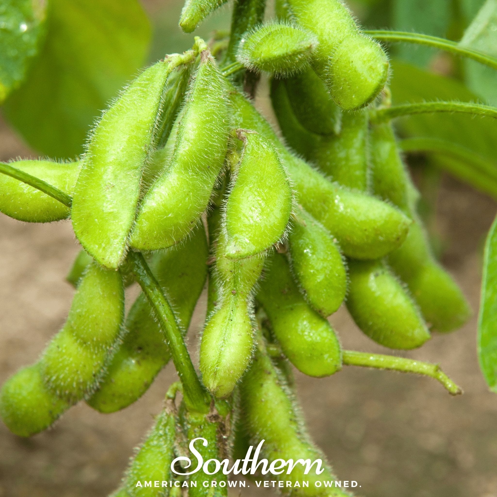 Be Sweet Edamame Soybean (Bush) – 20 Seeds Southern Seeds