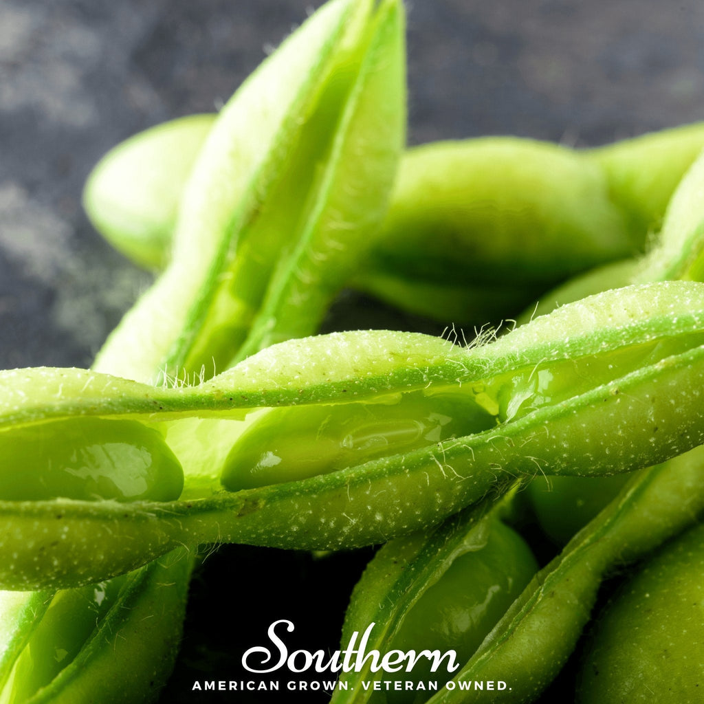 Be Sweet Edamame Soybean (Bush) – 20 Seeds Southern Seeds