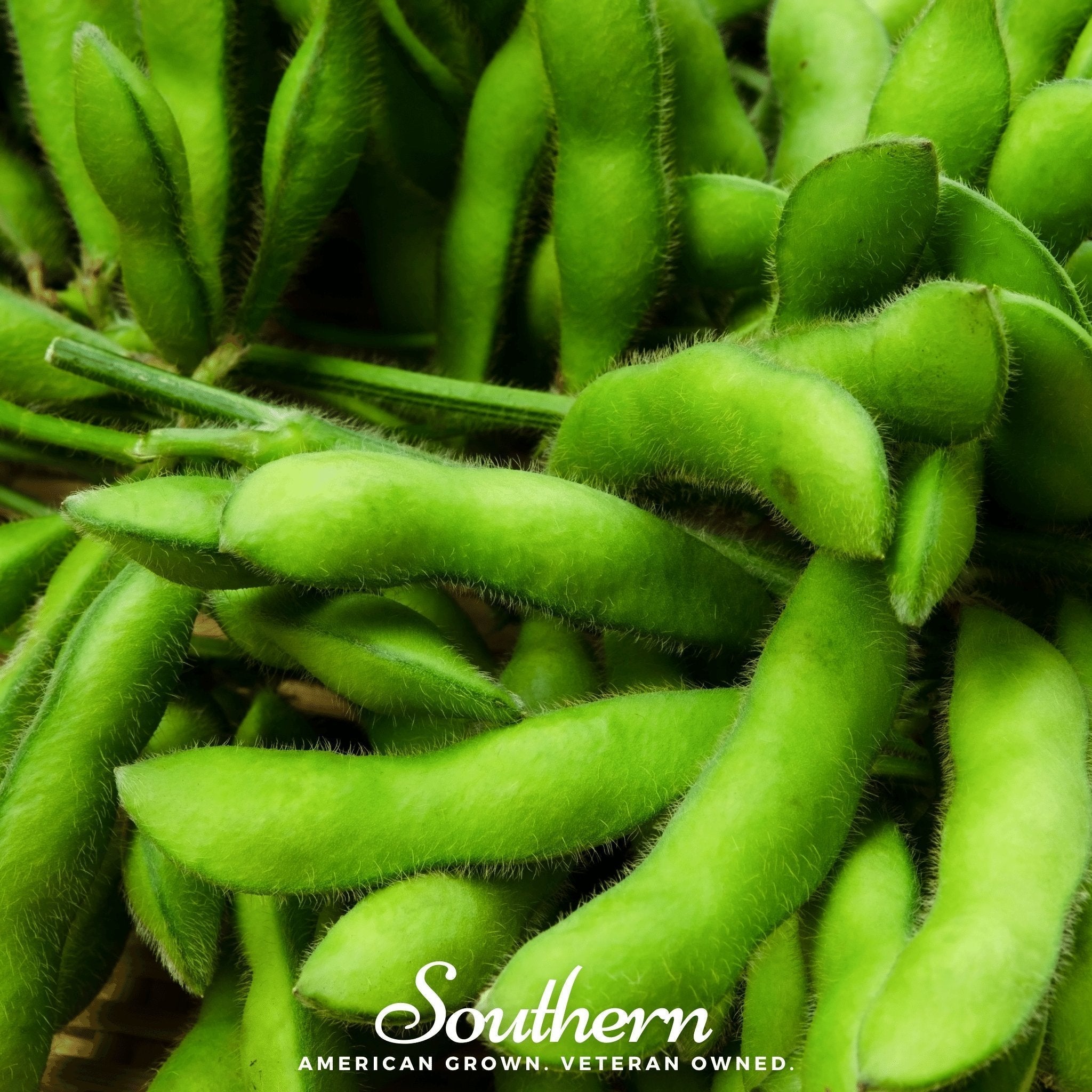 Be Sweet Edamame Soybean (Bush) – 20 Seeds Southern Seeds