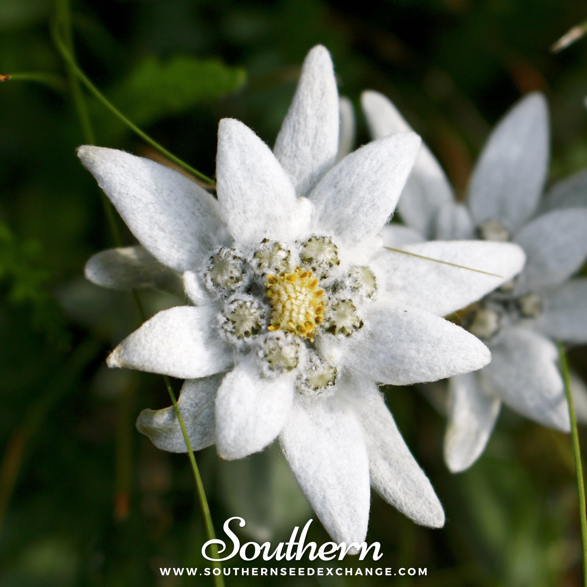 Edelweiss – 100 Seeds Southern Seeds