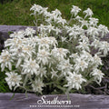 Edelweiss – 100 Seeds Southern Seeds