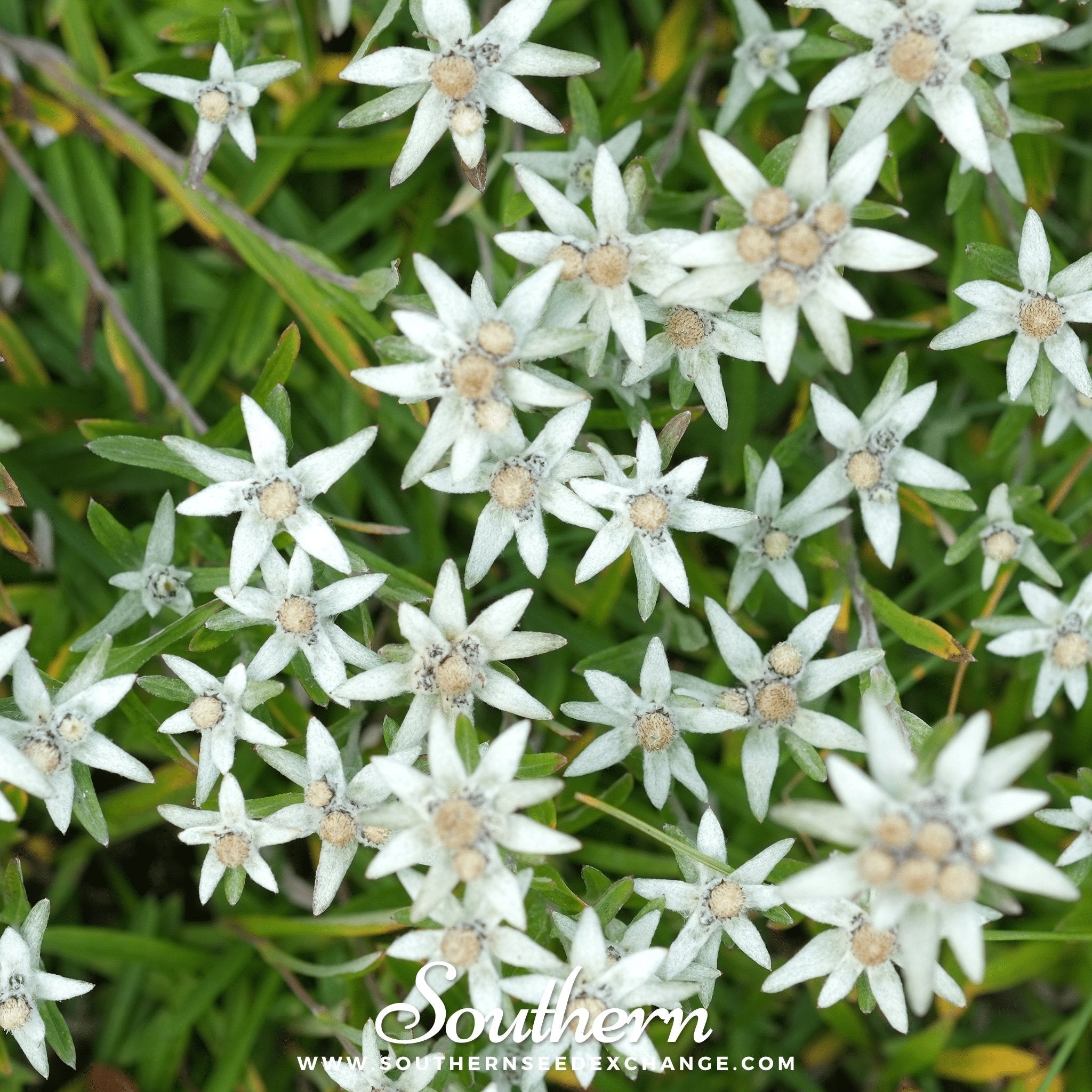 Edelweiss – 100 Seeds Southern Seeds