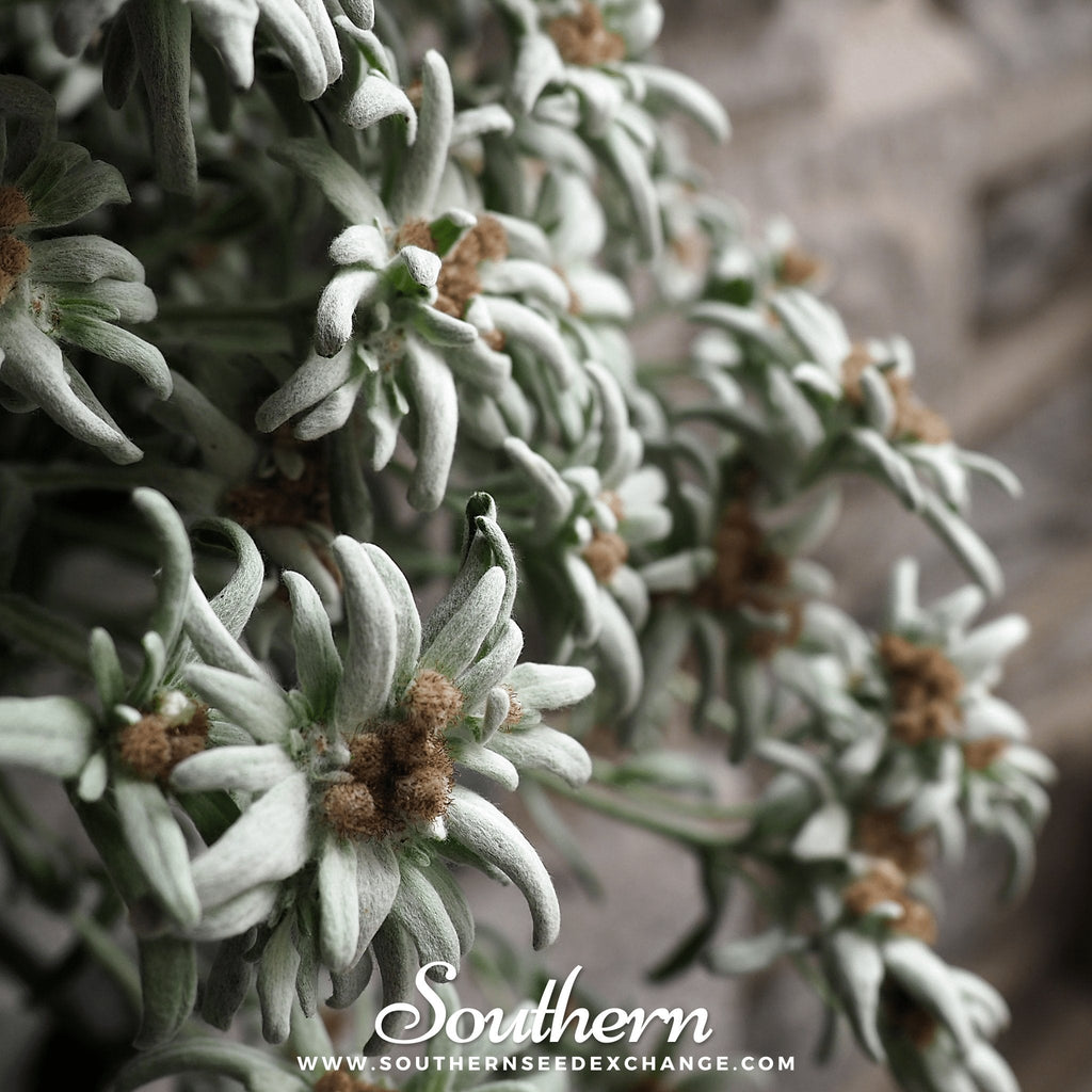 Edelweiss – 100 Seeds Southern Seeds