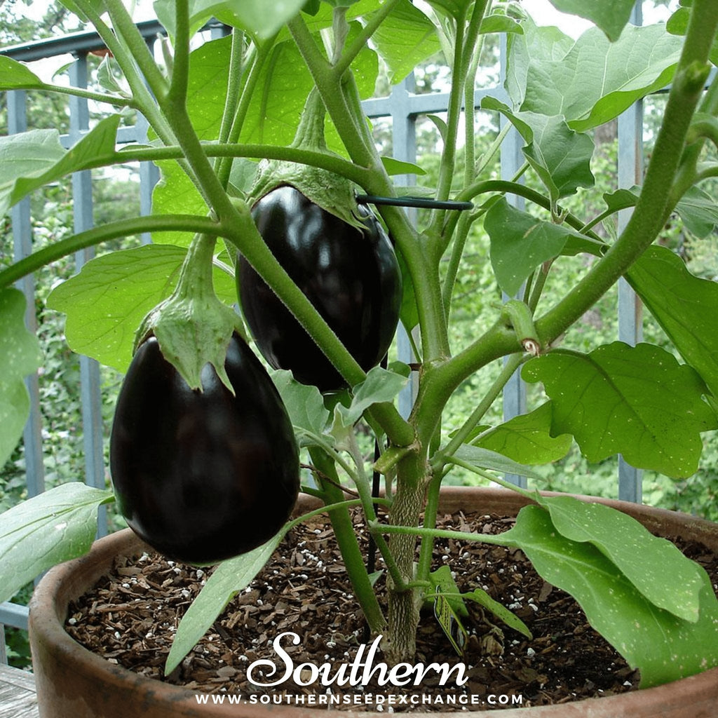 Black Beauty Eggplant – 50 Seeds Southern Seeds
