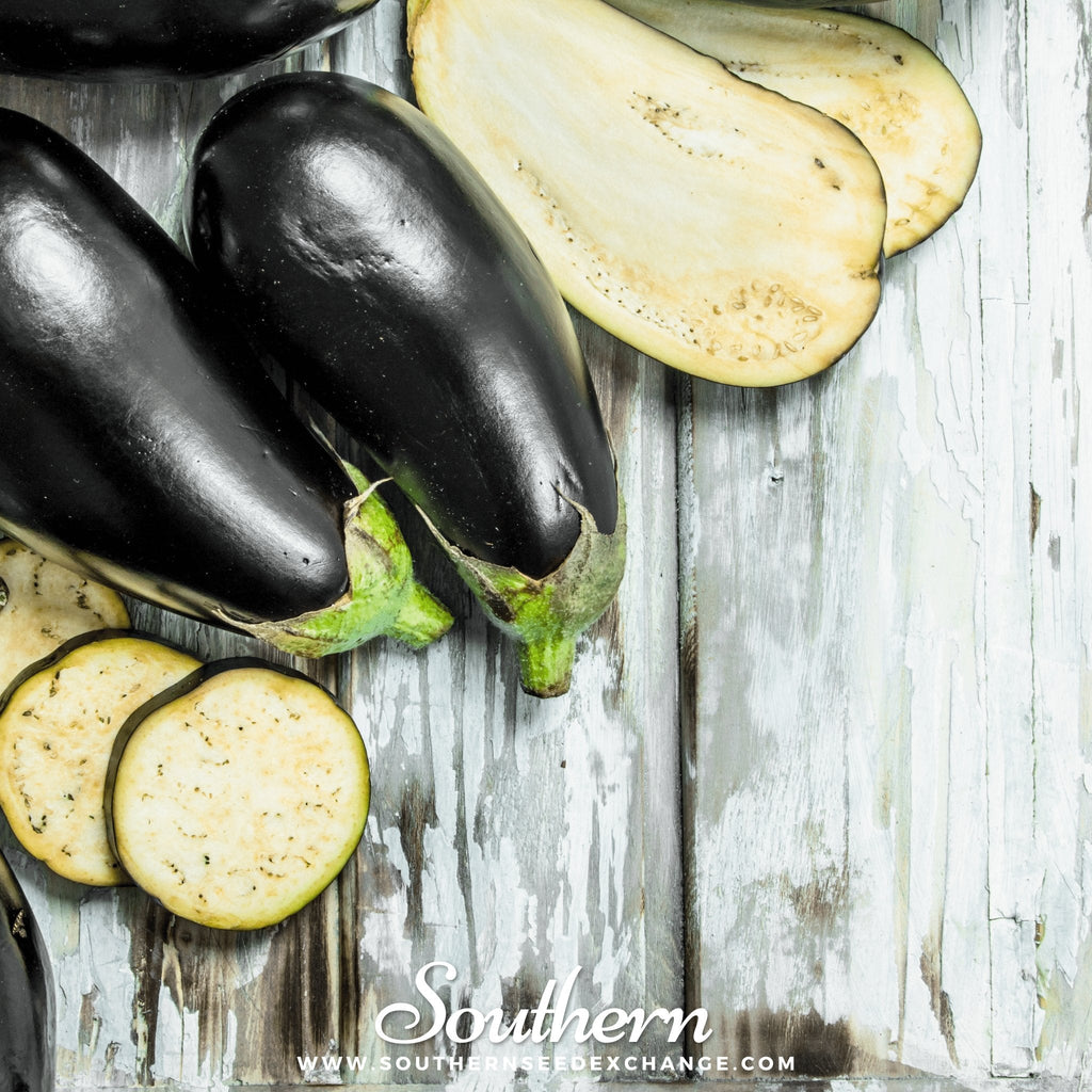 Black Beauty Eggplant – 50 Seeds Southern Seeds