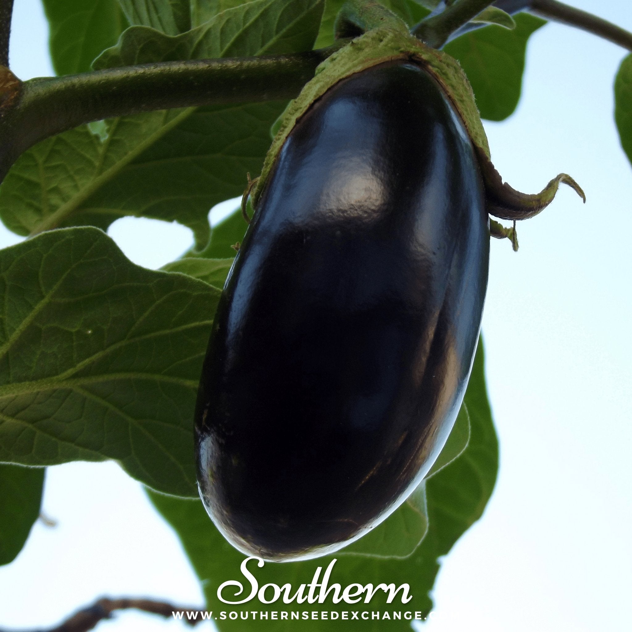 Black Beauty Eggplant – 50 Seeds Southern Seeds