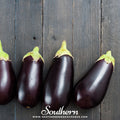 Black Beauty Eggplant – 50 Seeds Southern Seeds