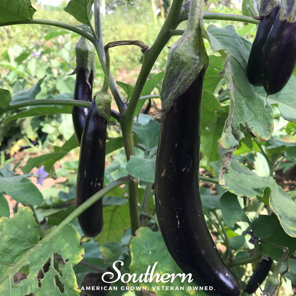 Long Purple Eggplant – 50 Seeds Southern Seeds