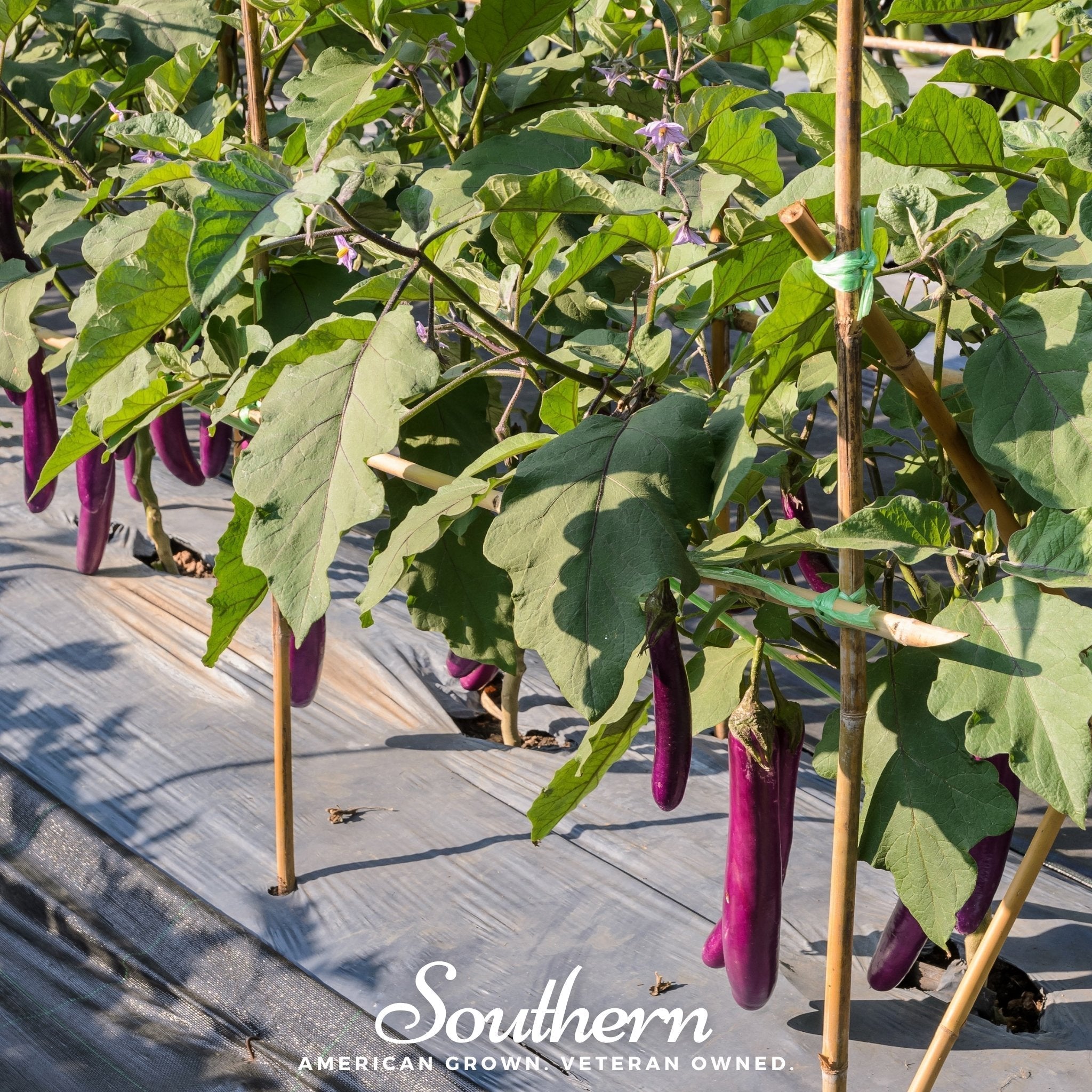 Long Purple Eggplant – 50 Seeds Southern Seeds