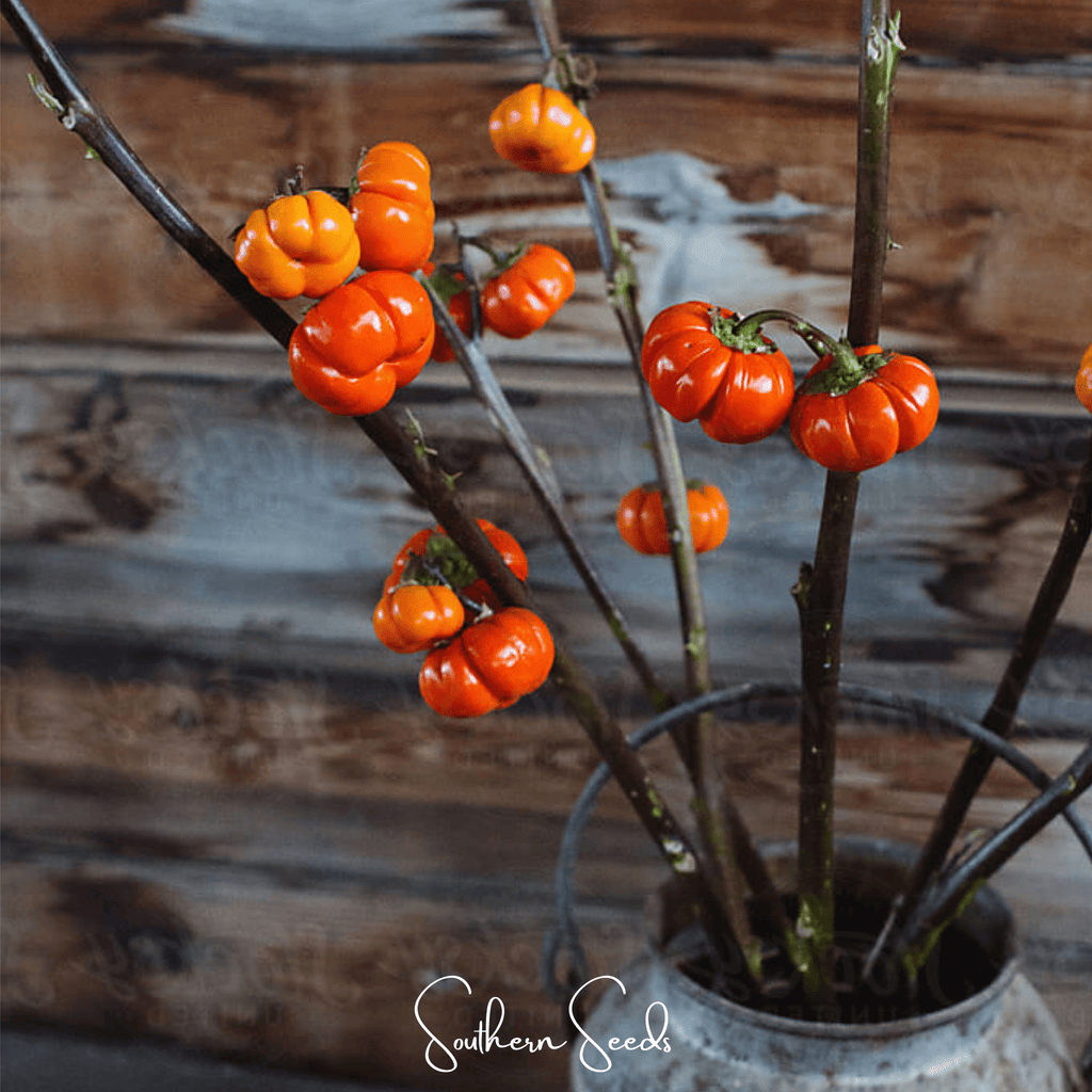 Pumpkin On A Stick Eggplant – 15 Seeds Southern Seeds
