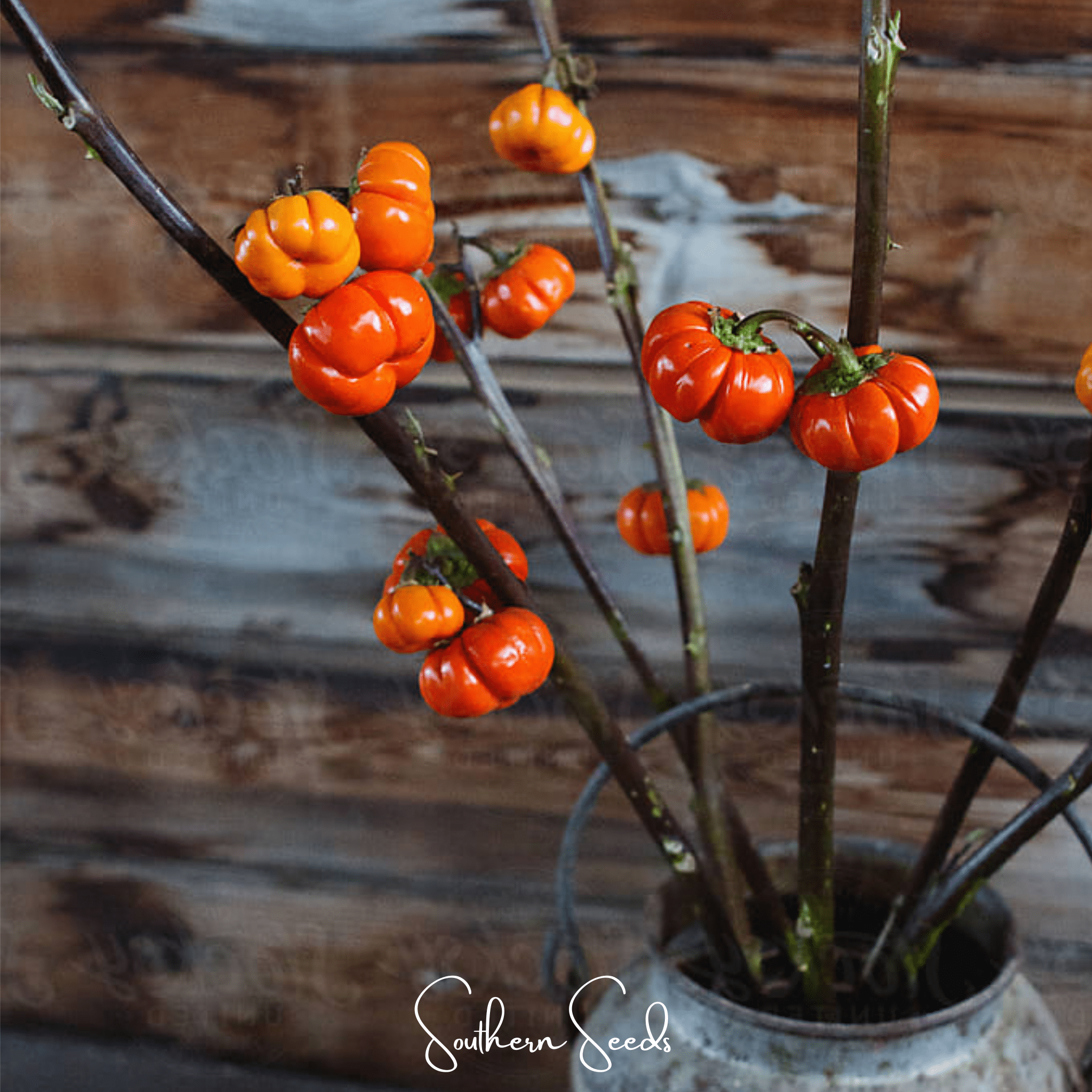 Pumpkin On A Stick Eggplant – 15 Seeds Southern Seeds