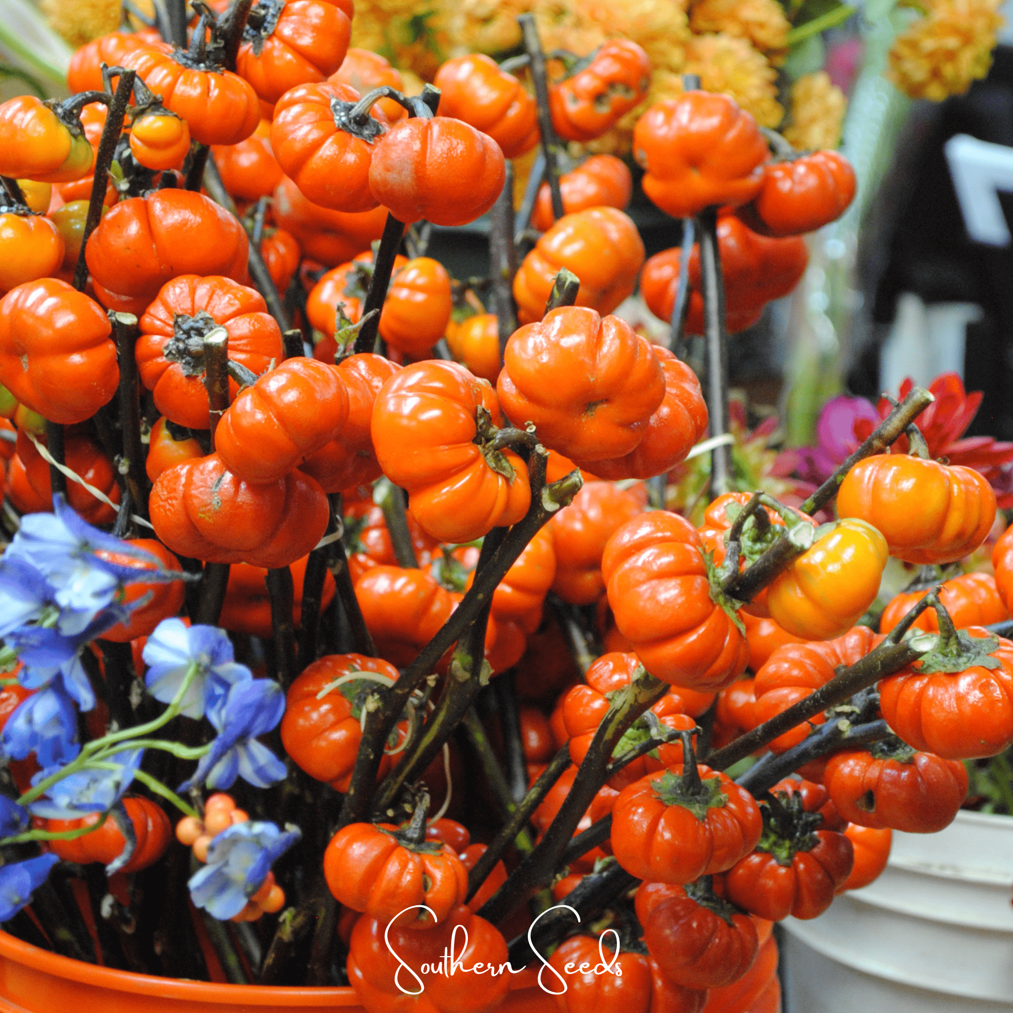 Pumpkin On A Stick Eggplant – 15 Seeds Southern Seeds