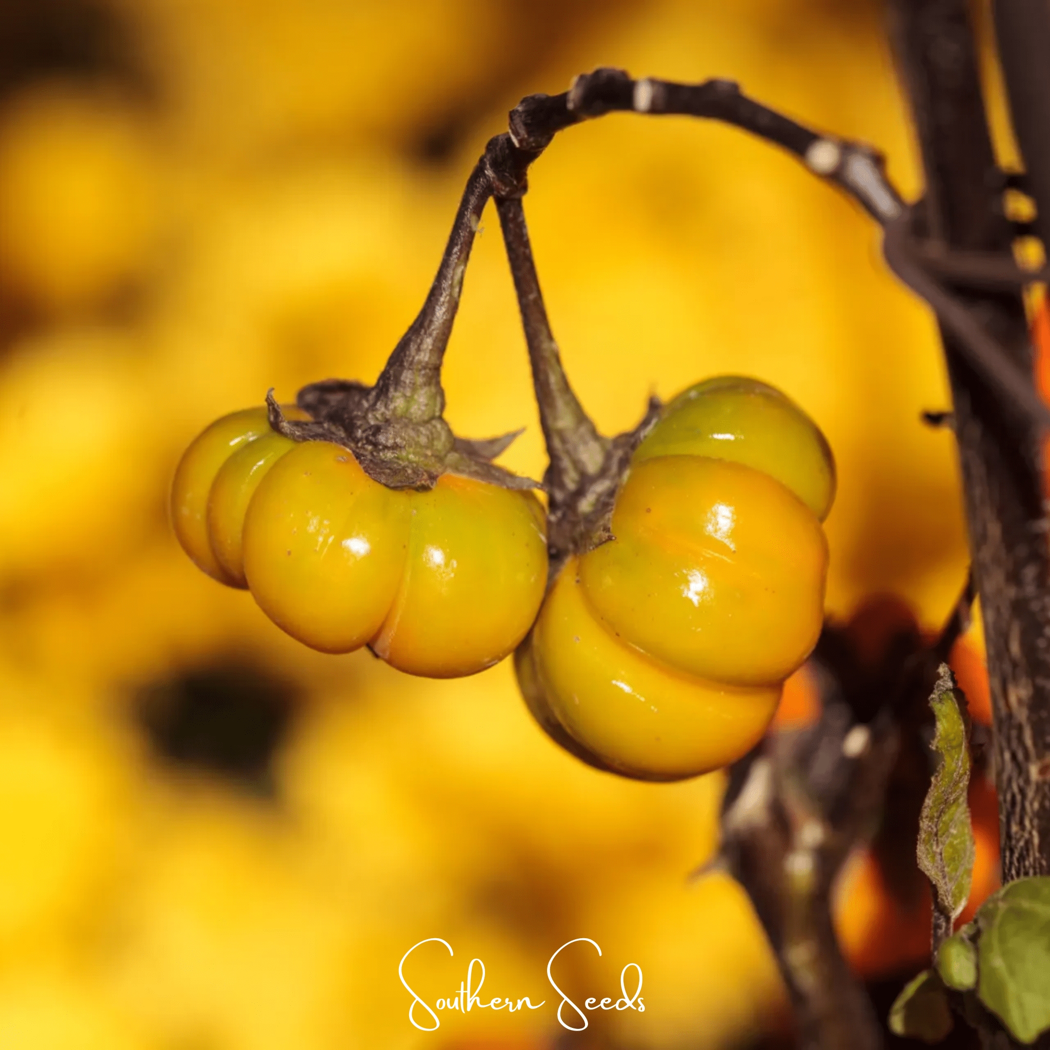 Pumpkin On A Stick Eggplant – 15 Seeds Southern Seeds