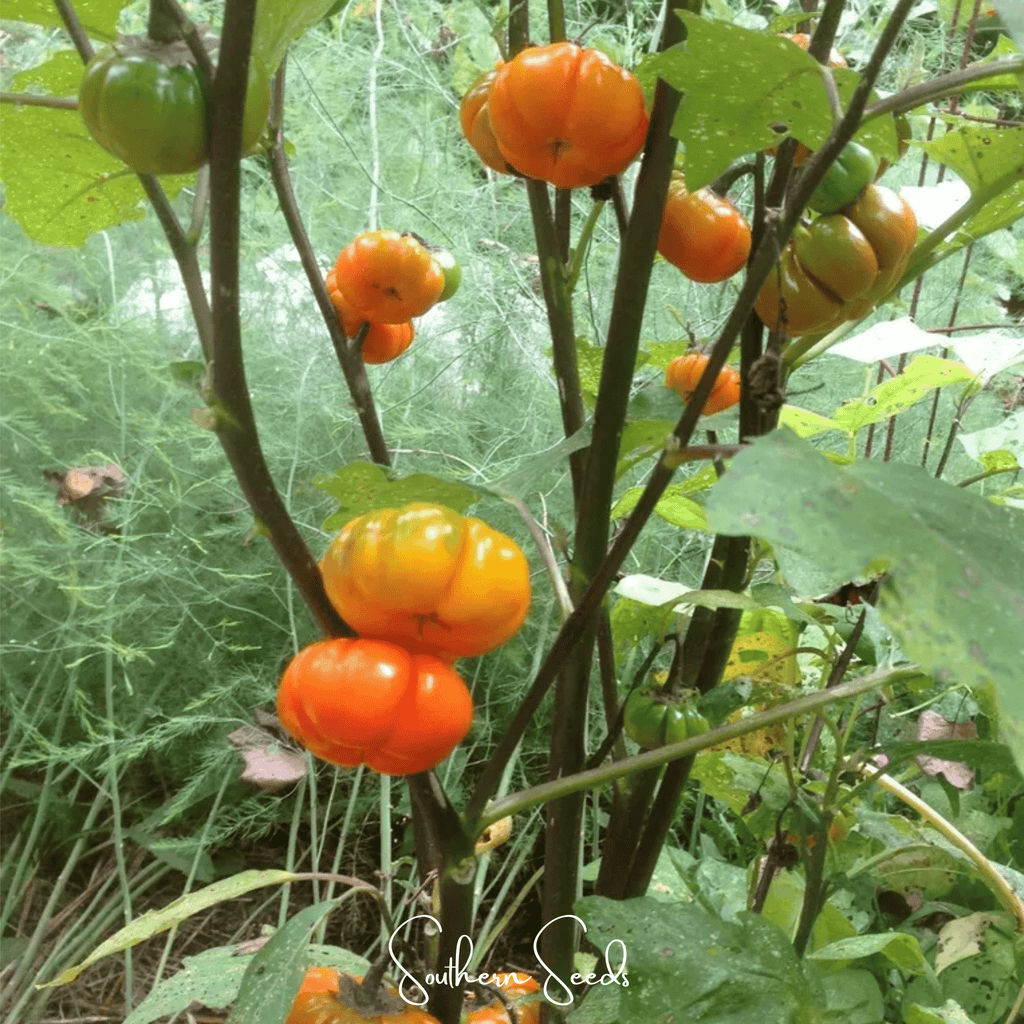 Pumpkin On A Stick Eggplant – 15 Seeds Southern Seeds