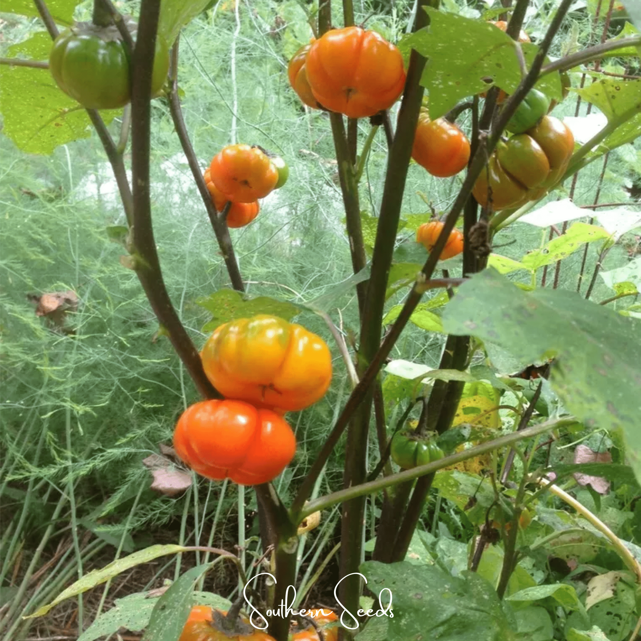 Pumpkin On A Stick Eggplant – 15 Seeds Southern Seeds