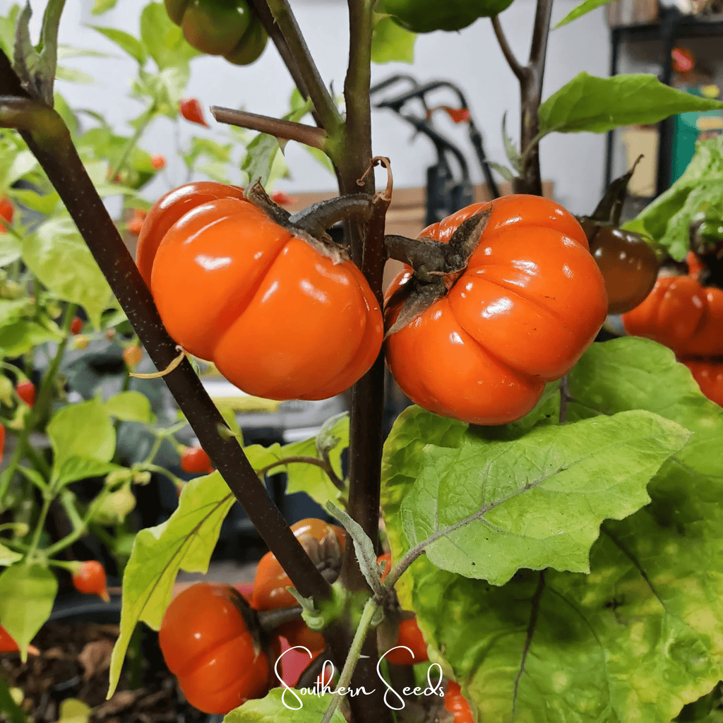 Pumpkin On A Stick Eggplant – 15 Seeds Southern Seeds