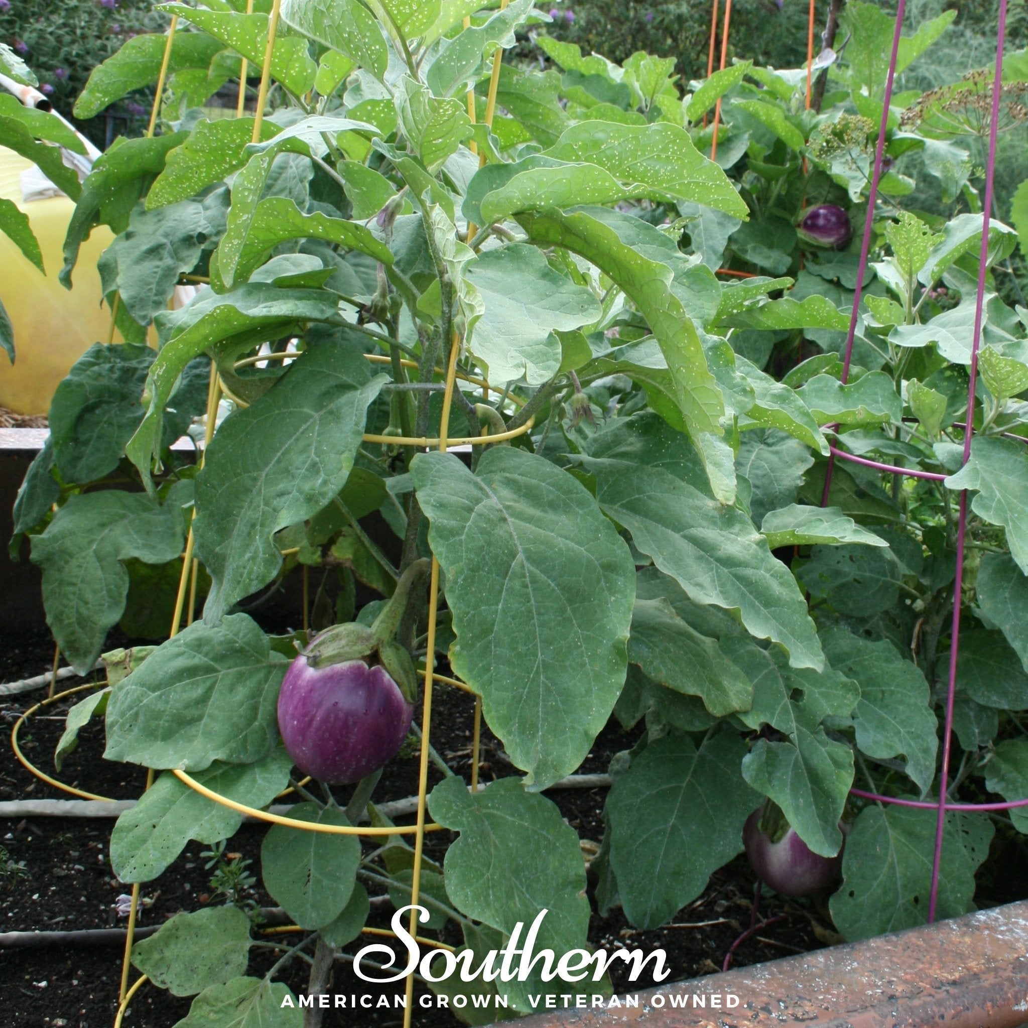 Rosa Bianca Eggplant – 50 Seeds Southern Seeds