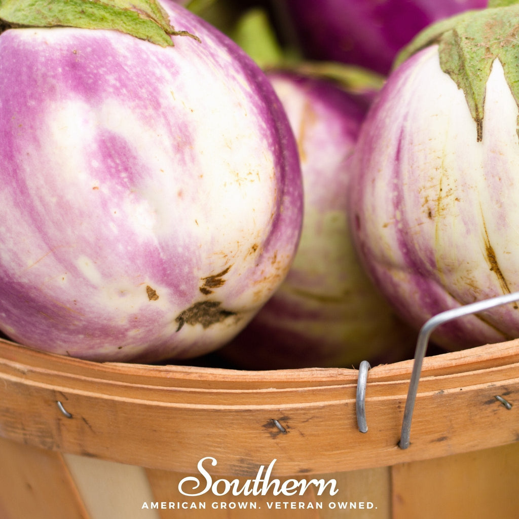 Rosa Bianca Eggplant – 50 Seeds Southern Seeds