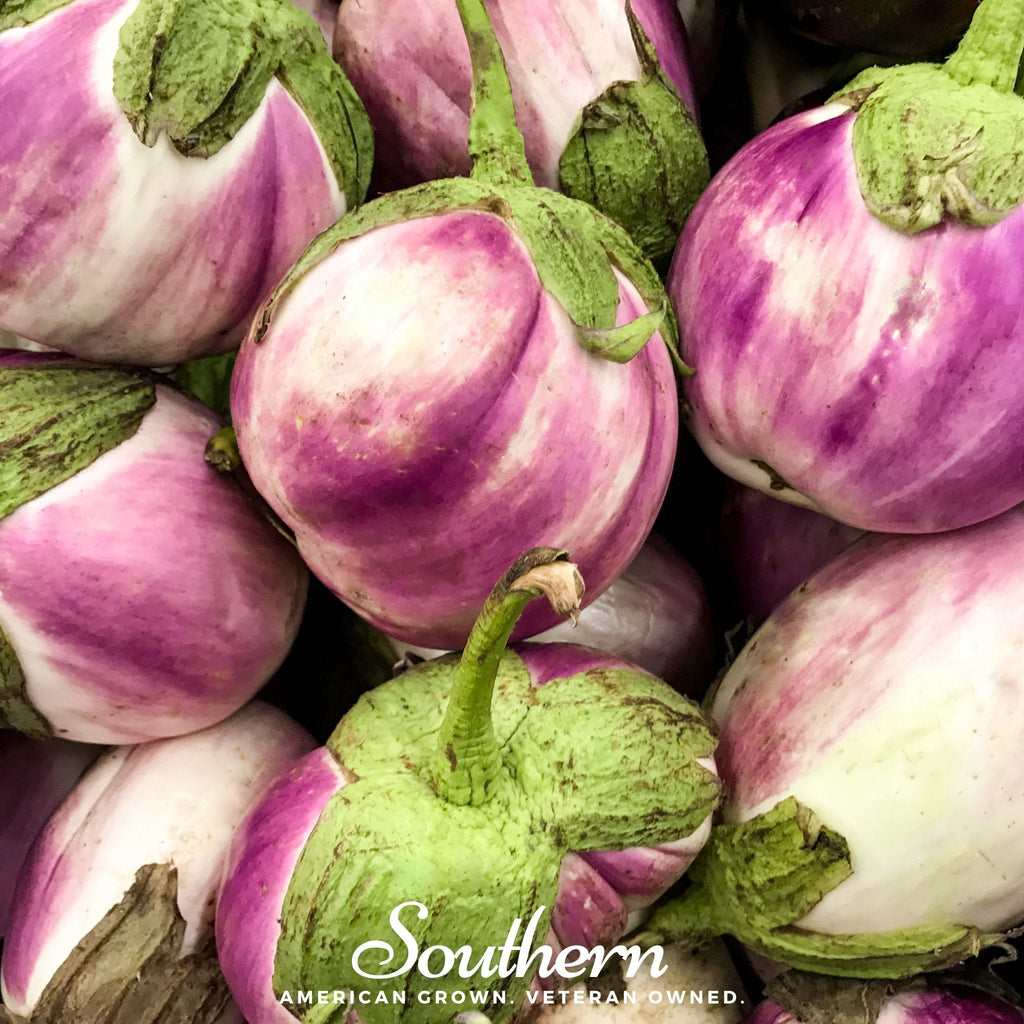 Rosa Bianca Eggplant – 50 Seeds Southern Seeds