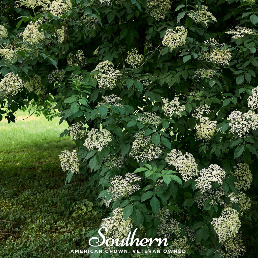 European Black Elderberry – 50 Seeds Southern Seeds
