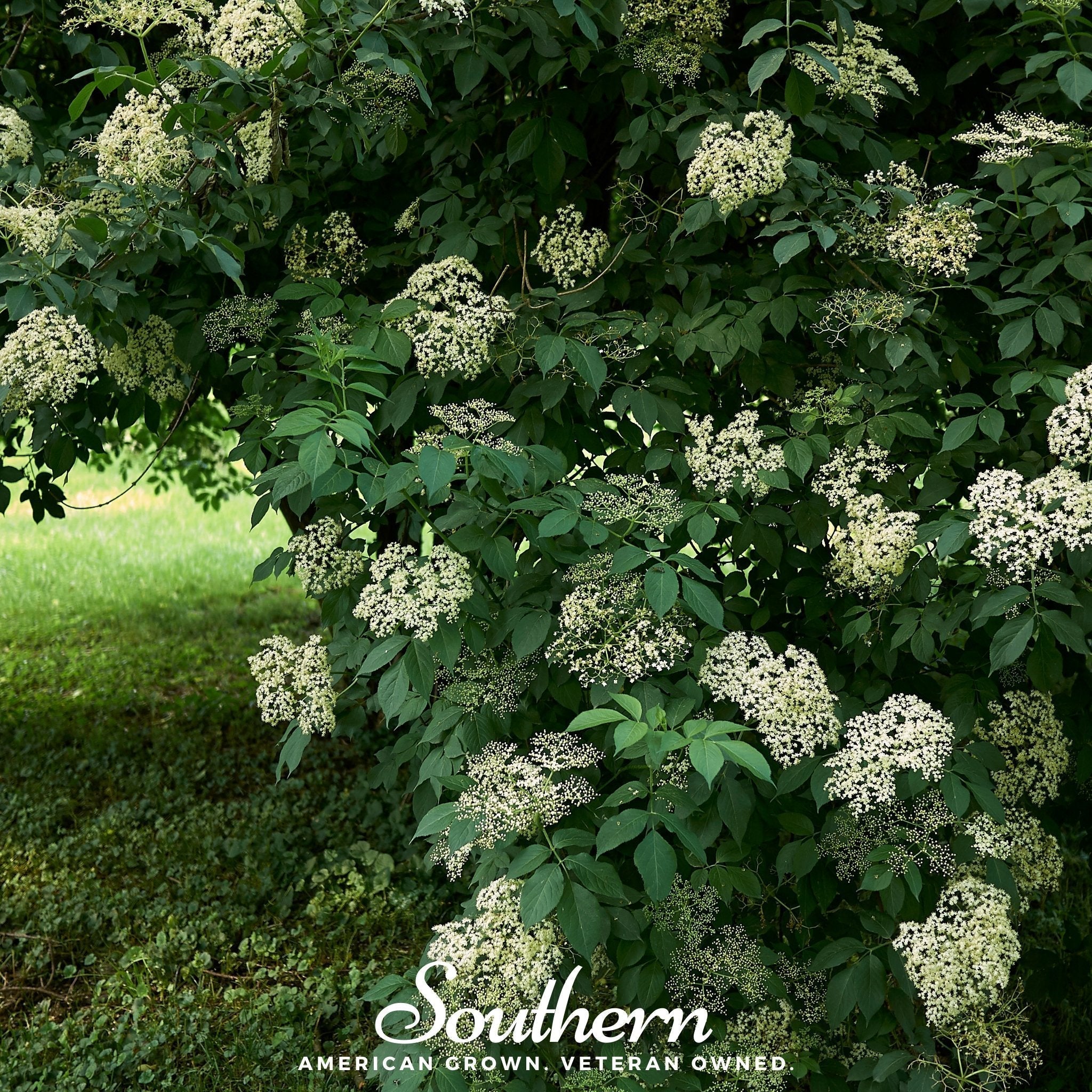 European Black Elderberry – 50 Seeds Southern Seeds