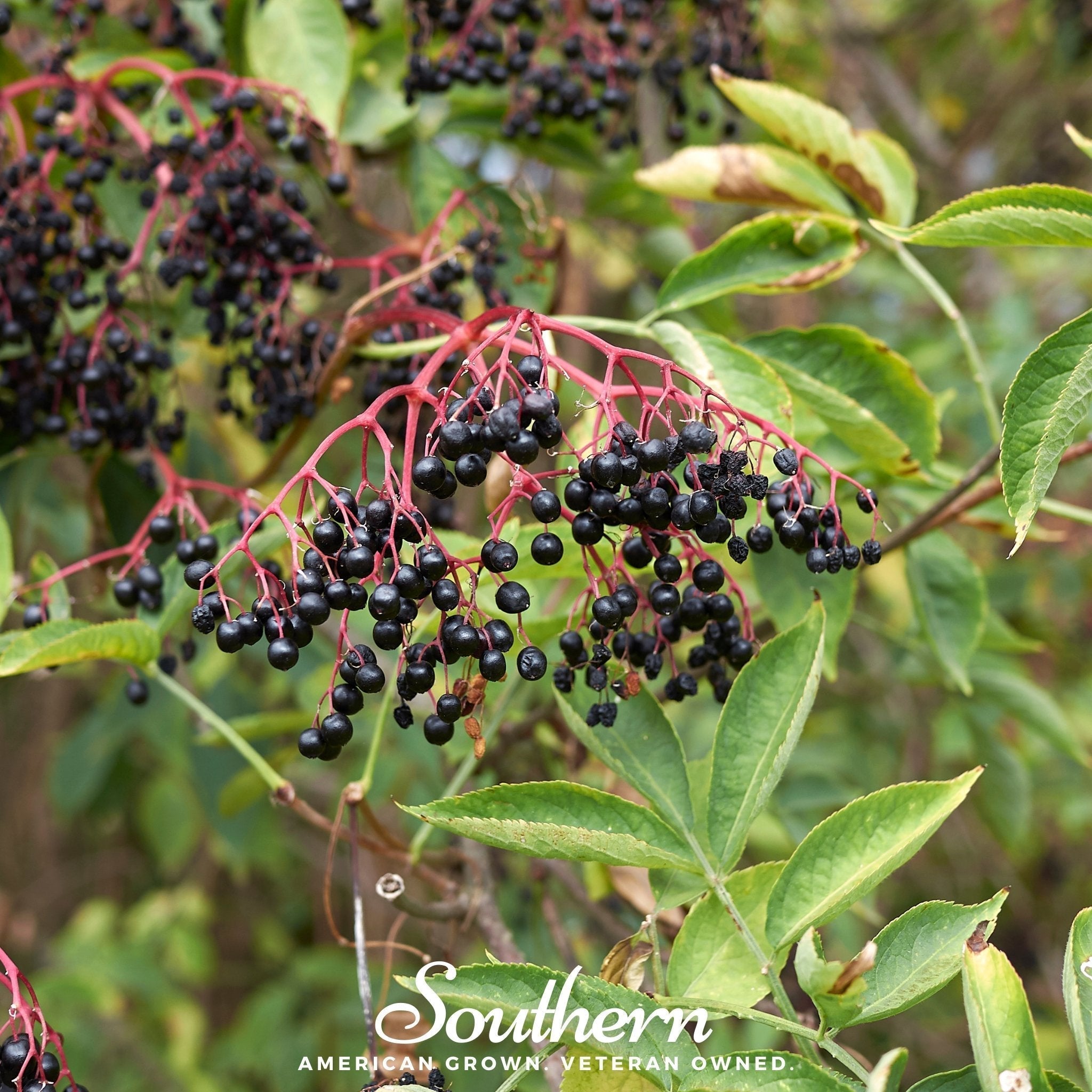 European Black Elderberry – 50 Seeds Southern Seeds