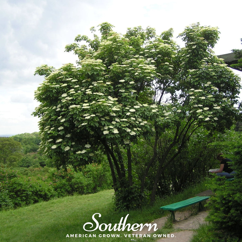European Black Elderberry – 50 Seeds Southern Seeds