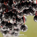 European Black Elderberry – 50 Seeds Southern Seeds