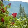 Pacific Red Elderberry – 50 Seeds Southern Seeds
