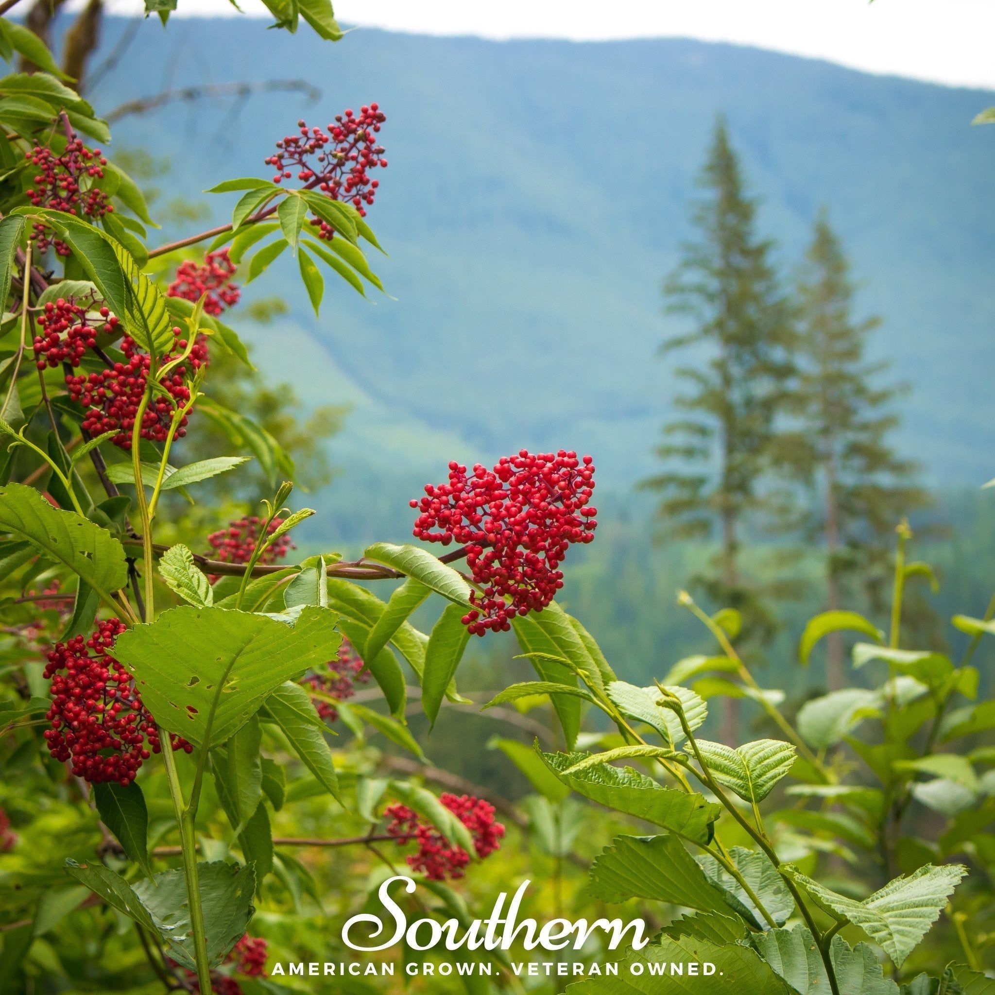 Pacific Red Elderberry – 50 Seeds Southern Seeds