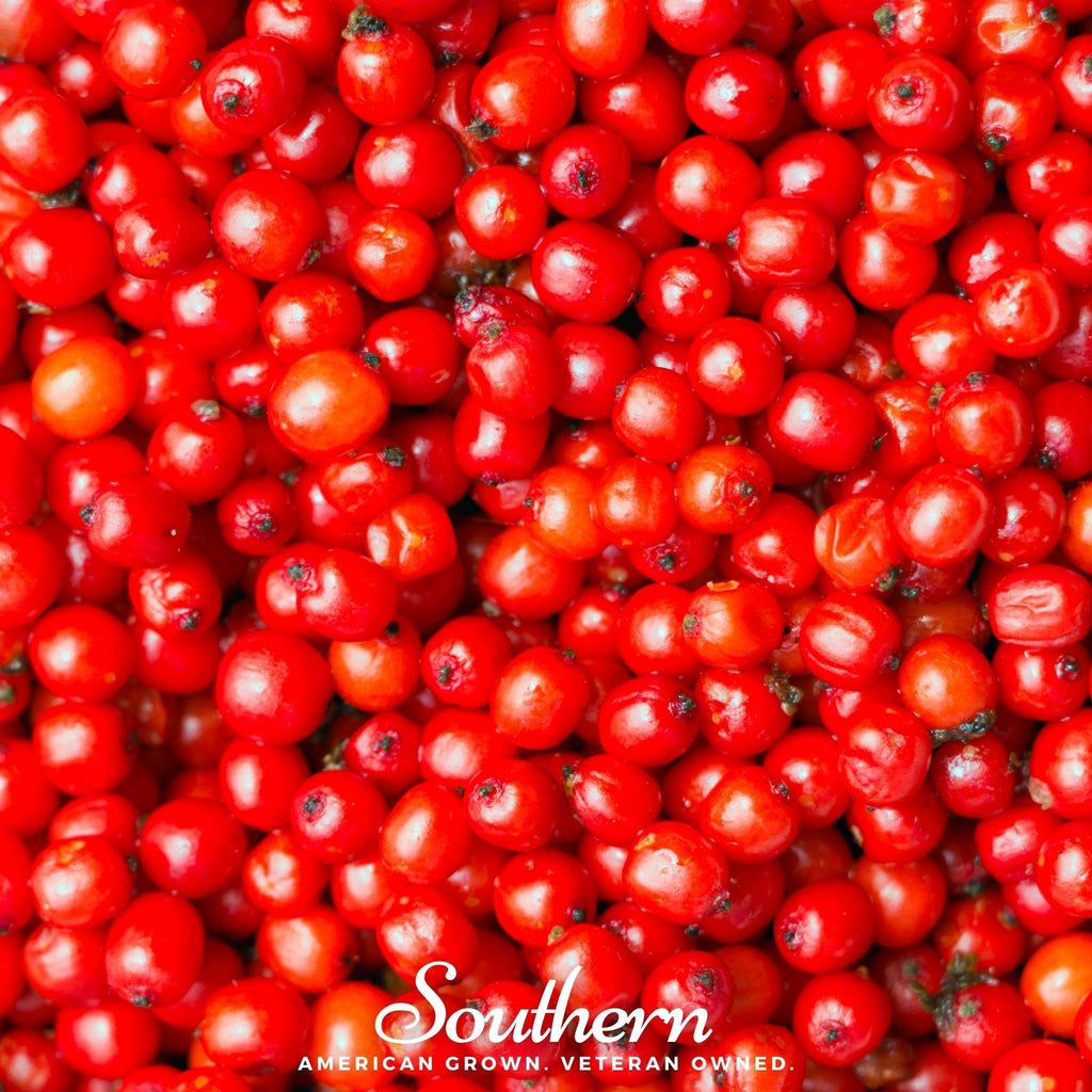 Pacific Red Elderberry – 50 Seeds Southern Seeds