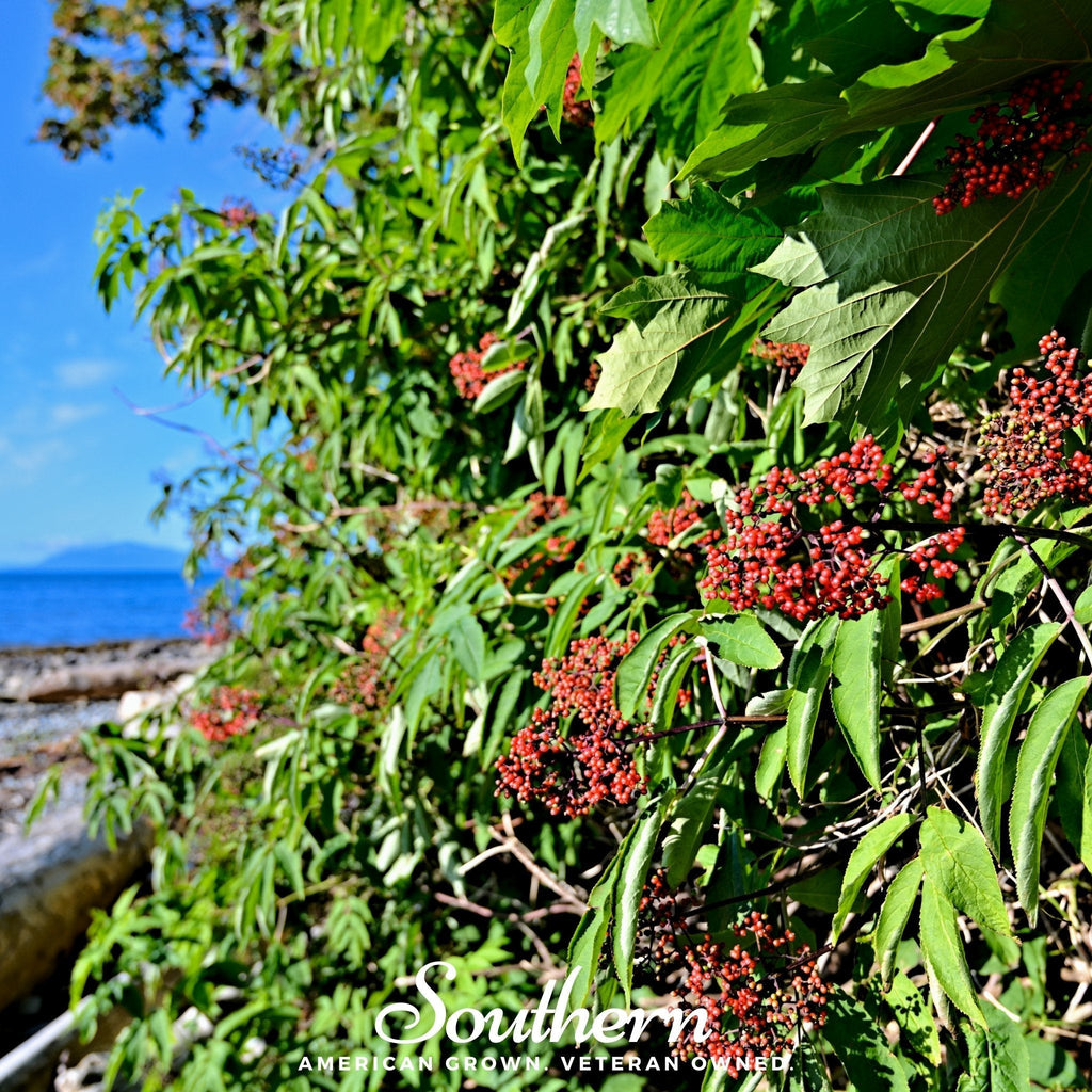 Pacific Red Elderberry – 50 Seeds Southern Seeds
