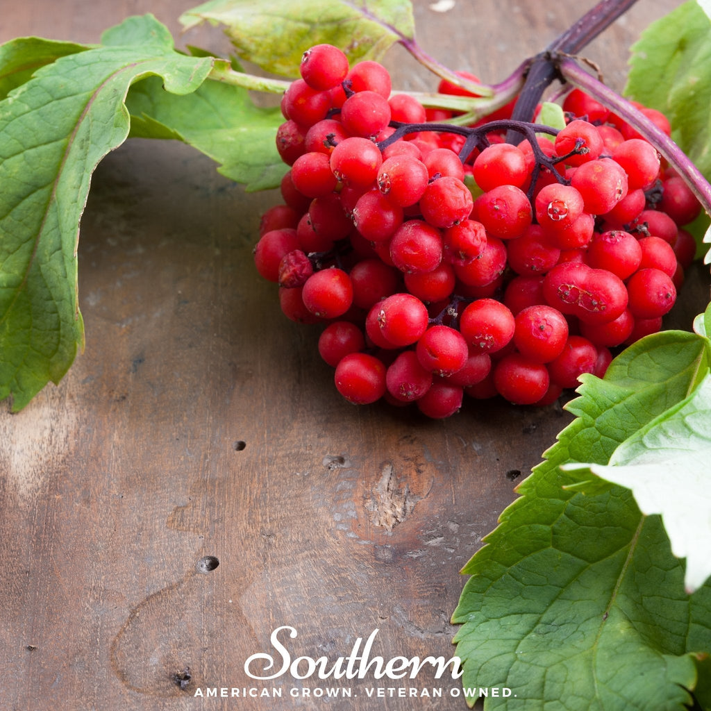 Pacific Red Elderberry – 50 Seeds Southern Seeds