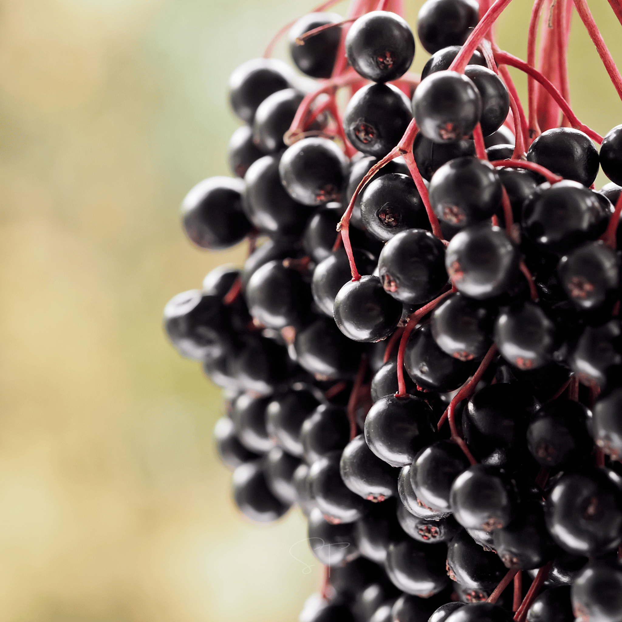 Elderberry Seed Collection (American Black • Red • Blue) Southern Seeds