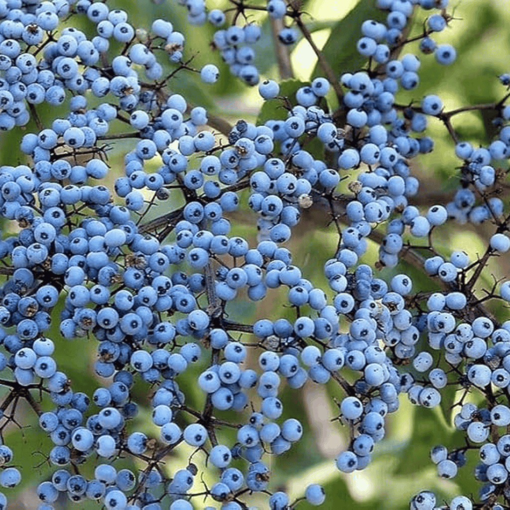 Elderberry Seed Collection (American Black • Red • Blue) Southern Seeds