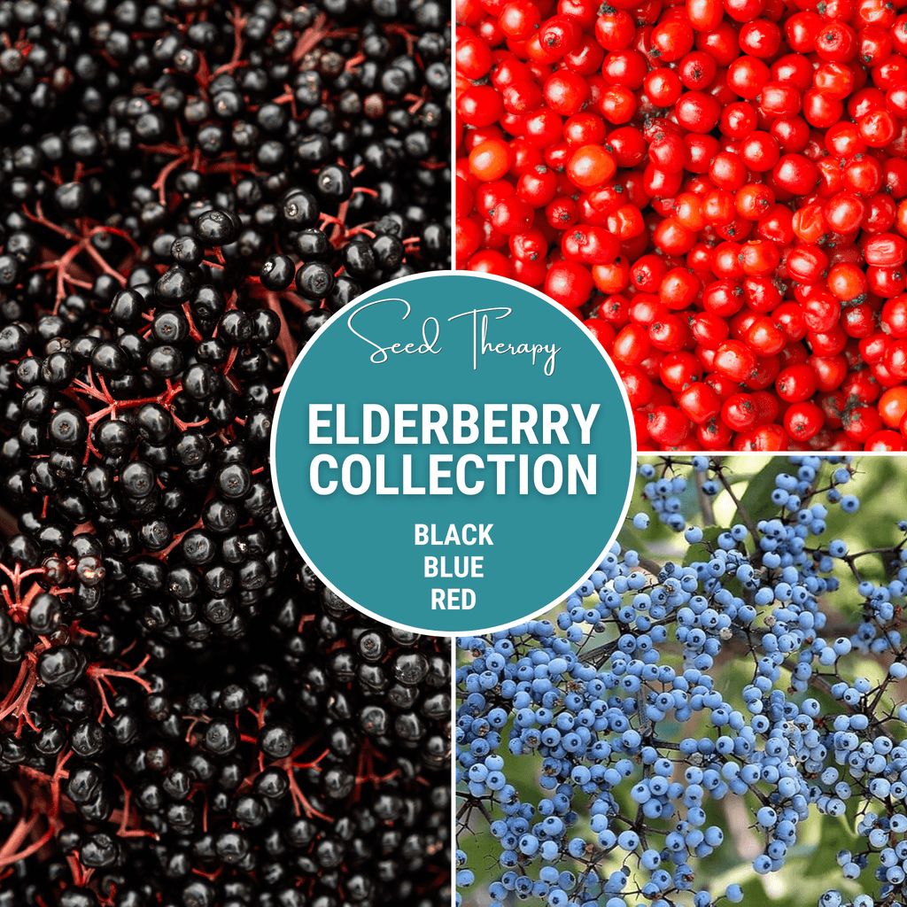 Elderberry Seed Collection (American Black • Red • Blue) Southern Seeds