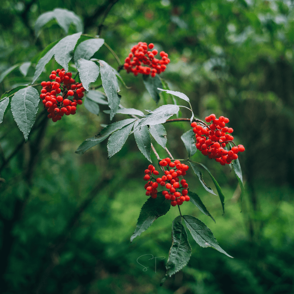 Elderberry Seed Collection (American Black • Red • Blue) Southern Seeds