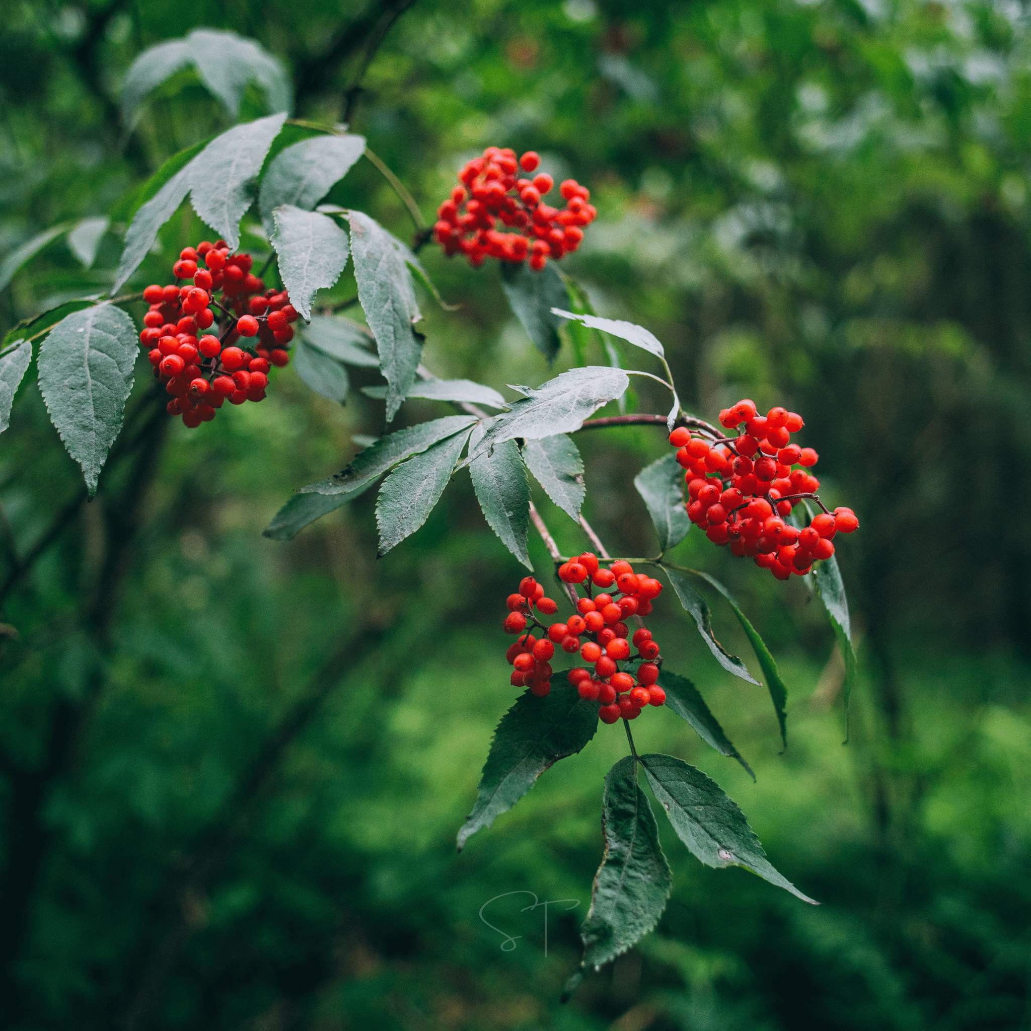 Elderberry Seed Collection (American Black • Red • Blue) Southern Seeds