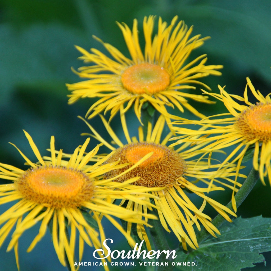 Elecampane – 25 Seeds Southern Seeds