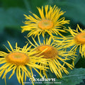 Elecampane – 25 Seeds Southern Seeds