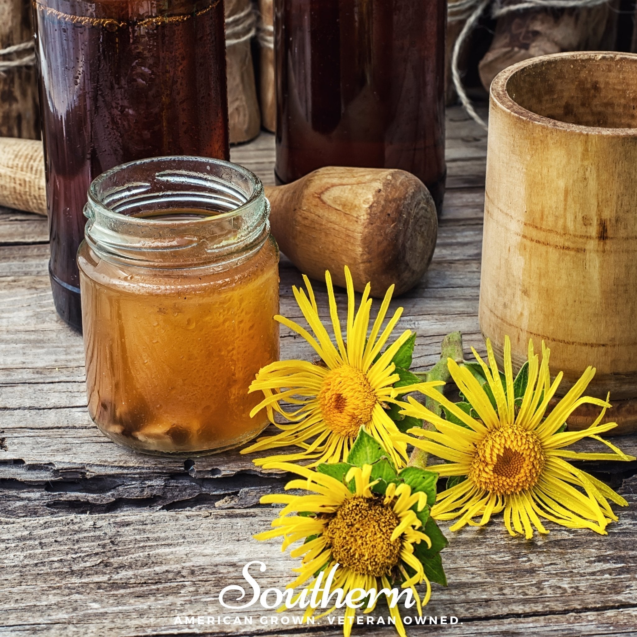 Elecampane – 25 Seeds Southern Seeds
