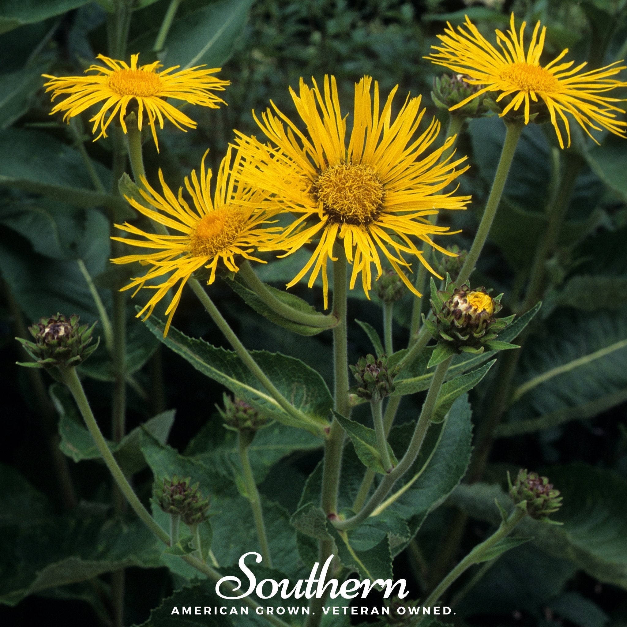 Elecampane – 25 Seeds Southern Seeds