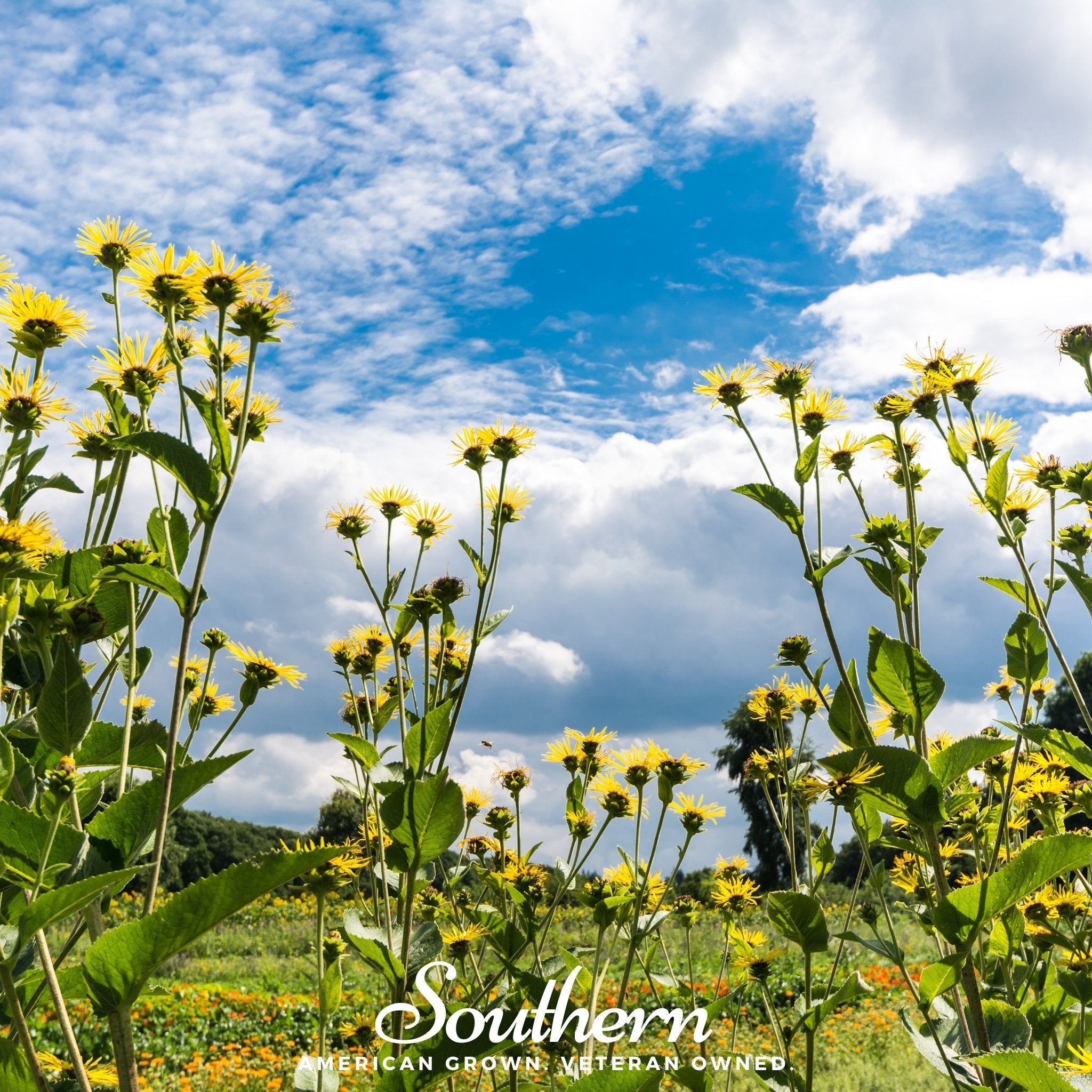 Elecampane – 25 Seeds Southern Seeds
