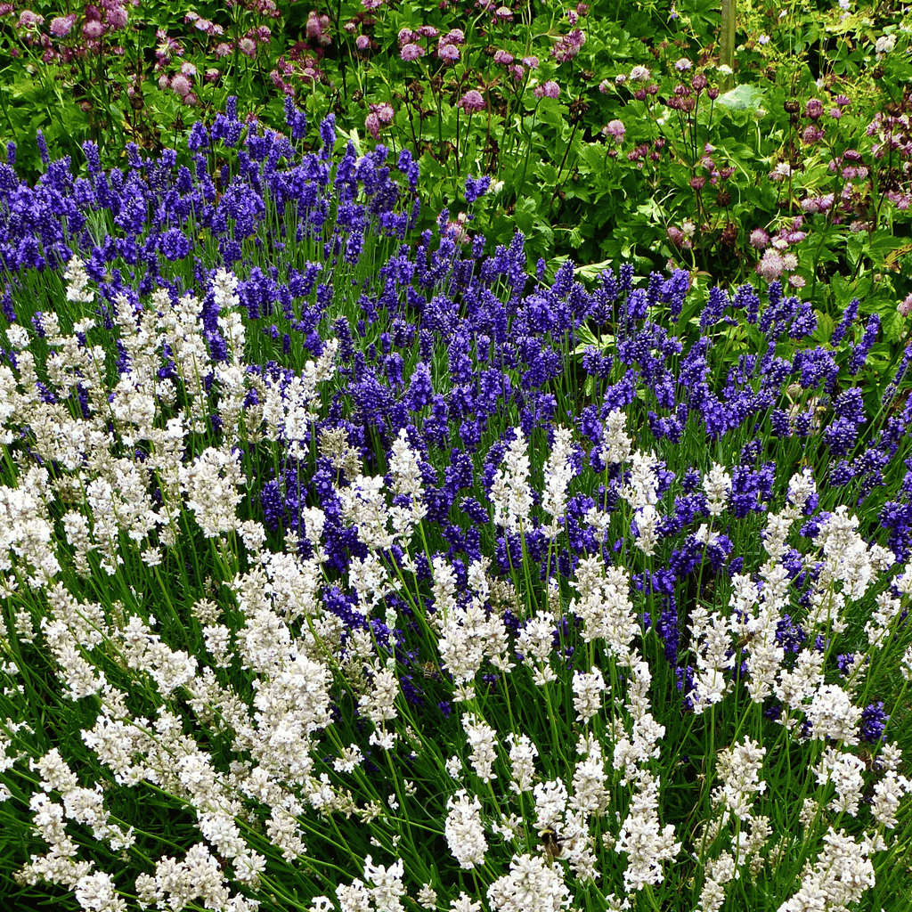 Ellagance Snow Lavender – 20 Seeds Southern Seeds