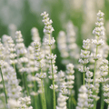 Ellagance Snow Lavender – 20 Seeds Southern Seeds