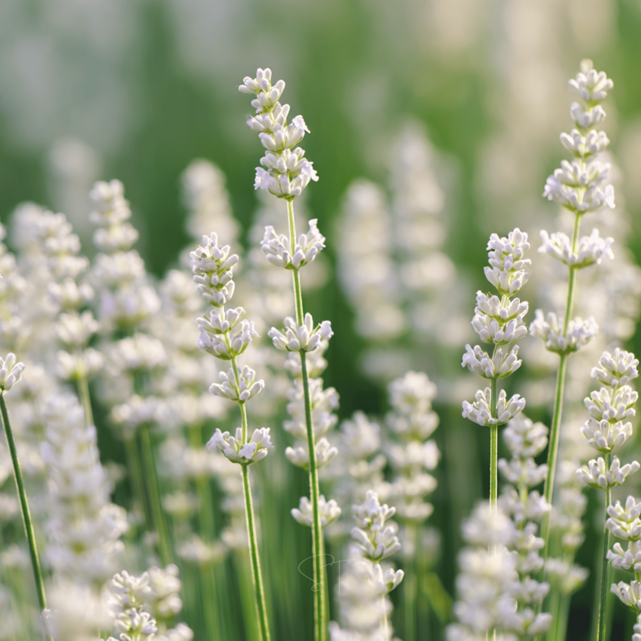 Ellagance Snow Lavender – 20 Seeds Southern Seeds