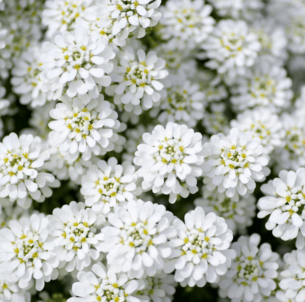 Empress Rocket Candytuft – 100 Seeds Southern Seeds