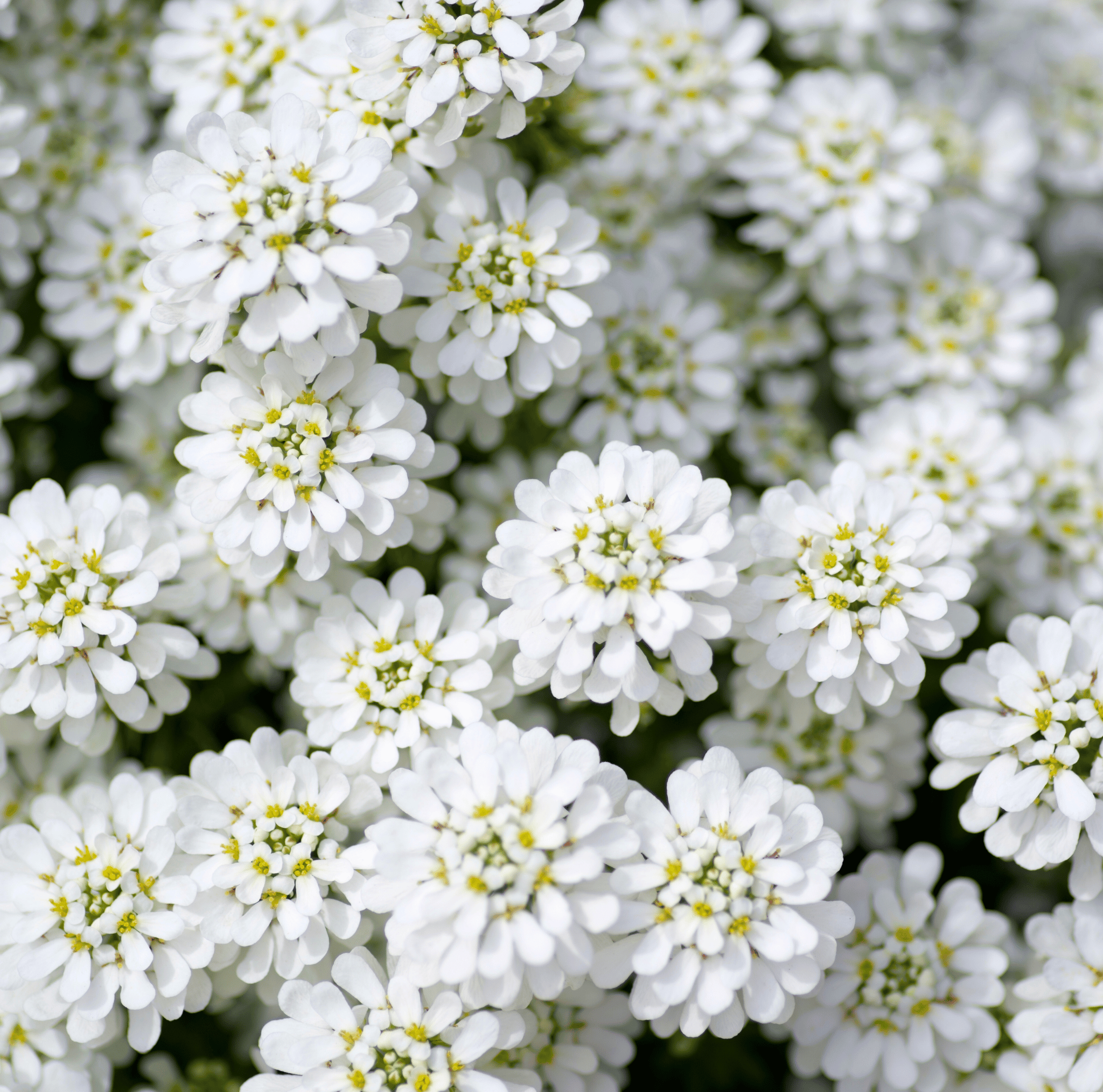 Empress Rocket Candytuft – 100 Seeds Southern Seeds