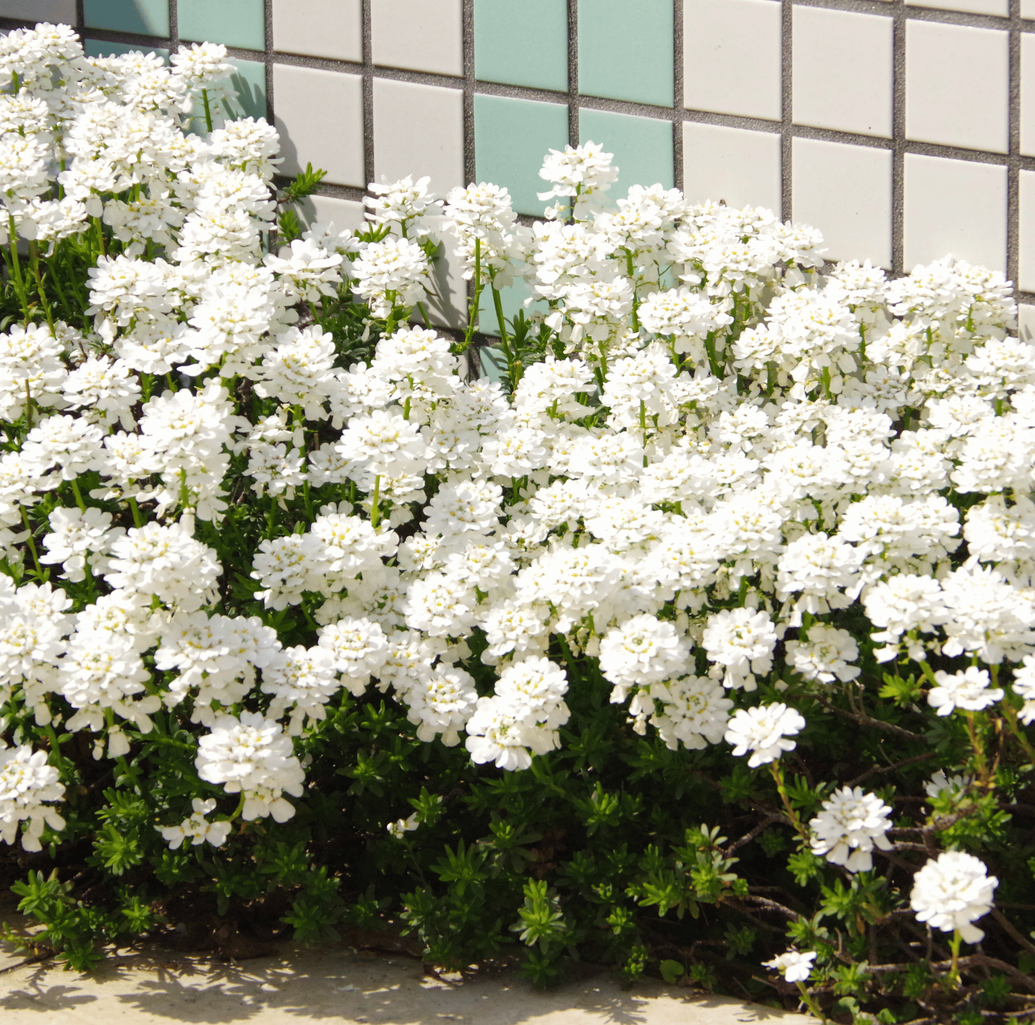 Empress Rocket Candytuft – 100 Seeds Southern Seeds